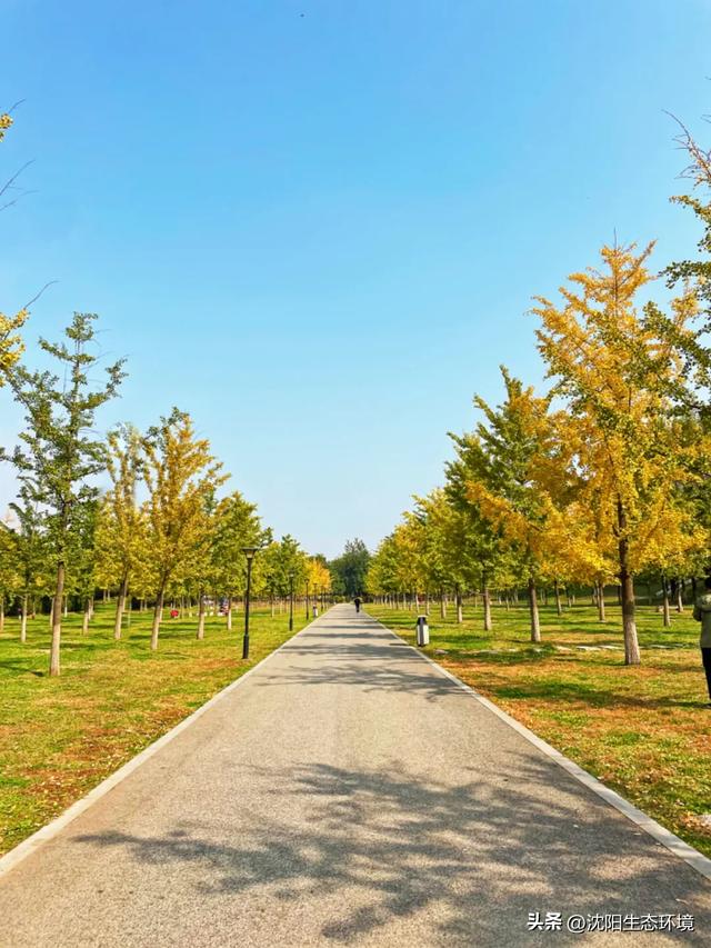 发现沈阳生态之美 | 美到窒息！沈阳赏秋地图发布
