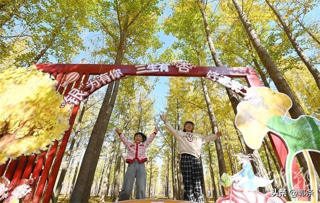 千亩银杏“披金”迎客来