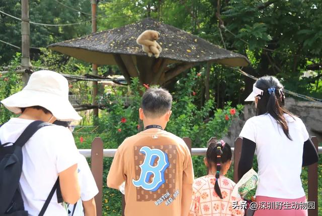 “人人你人人”不如“它它你人人”