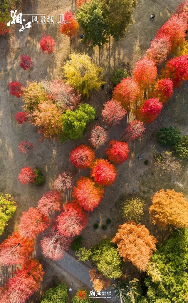 湖南“追枫”地图更新！哪片红对你的味？