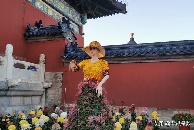 天坛秋韵，菊影斑斓，在古建与繁花间邂逅时光