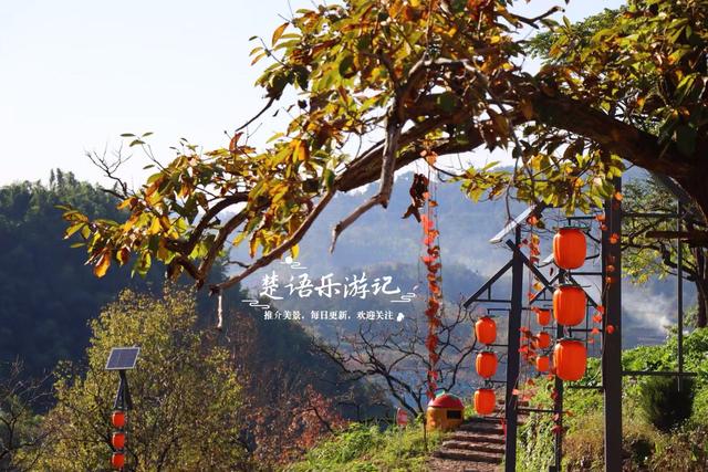 浙江绍兴这个山村火了，吊红柿子漫山红遍，美如童话却免费开放