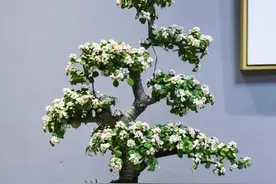最牛的“营养液”不是果皮水，而是这3种，用一次，黄叶变绿叶图片
