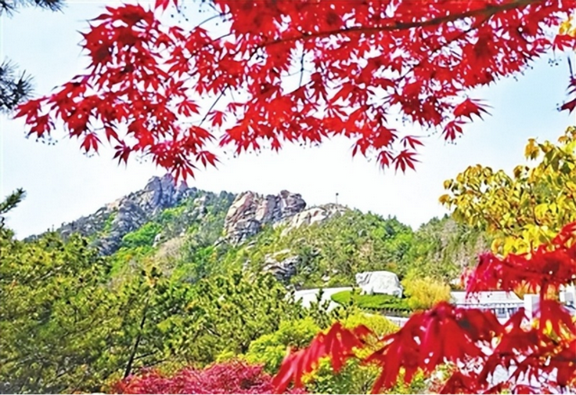 山海之间赏秋色 崂山红叶正当时