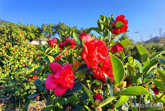 国庆假期去佛山卡玛缤纷花世界，共赴一场花开时节又逢君的约会