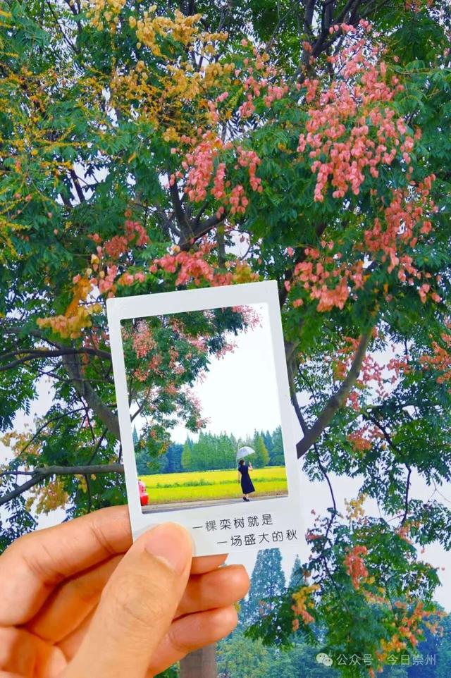 栾树花开，开启崇州秋日浪漫！