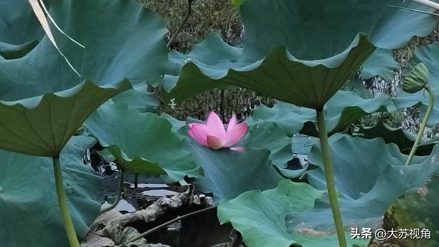 南京降温！卧龙湖、荷花与高楼，藏着秋日限定浪漫