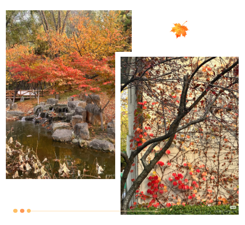 临沂市区赏秋地图出炉！红枫、银杏、落叶道…承包你的秋日朋友圈