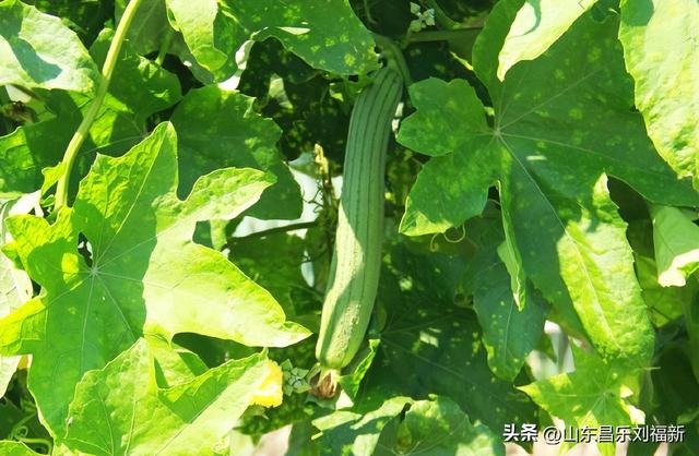 走亲曹家庙（一）