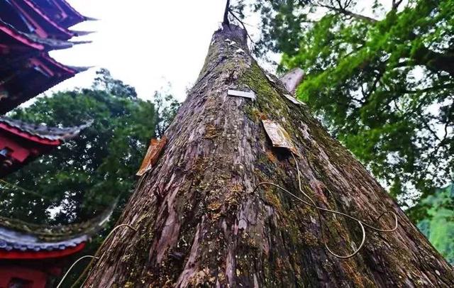 发现·公园城市 | 山风拂古寺，红豆映禅心