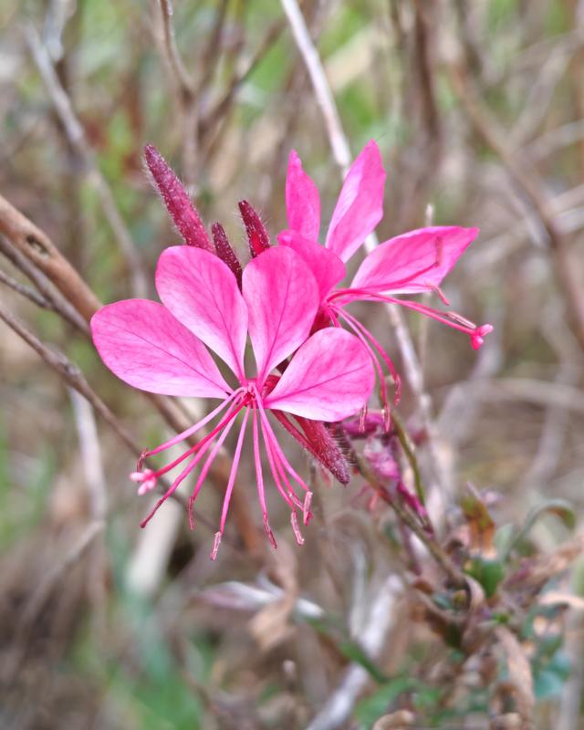 繁花似锦的秋天