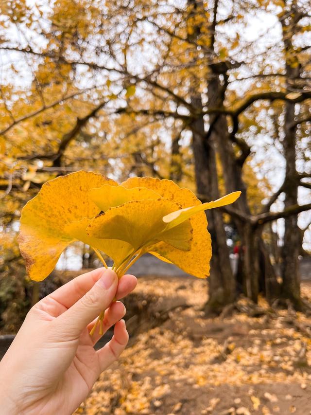 南雄坪田镇赏银杏，时间正好，银杏橙黄