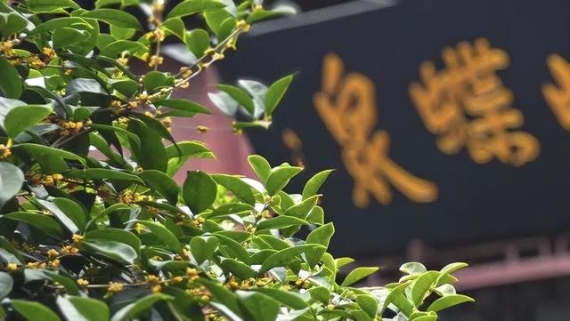 武汉满城都是，甜甜的！不要捡，不要吃！