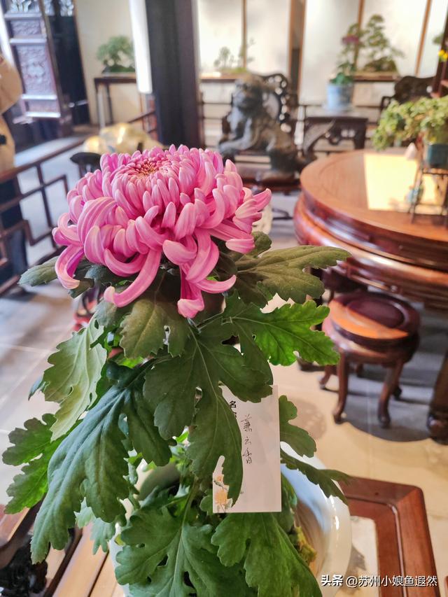 2025苏州狮子林菊展：赴一场比《甄嬛传》存菊堂更盛的秋日菊宴