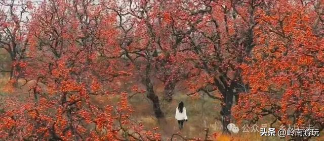 从西安出发2小时，打卡彬州罗店村柿子林，吃当地美食看台塬风景