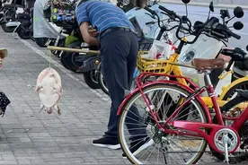 多地街头贩卖“野生鳖” ，专家：不能吃！放生危害更大图片