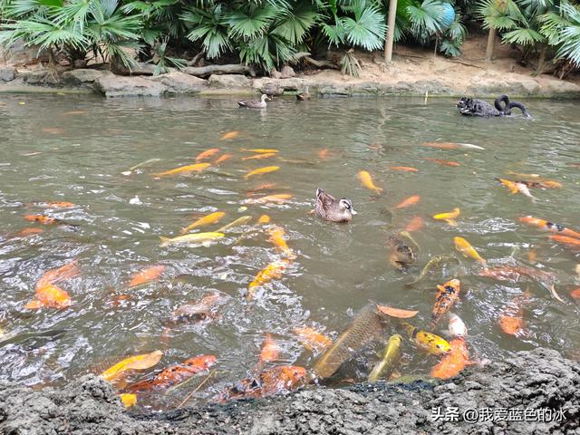 参观广州长隆野生动物园，全程感觉眼累手累腿不累
