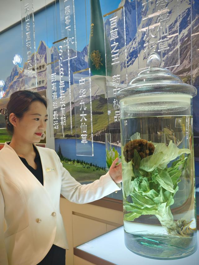探访天山雪莲主题馆 解锁天山雪莲背后的生态守护与产业发展之路