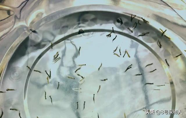 2006年长江惊现“美人鱼”，重庆渔民误捕一条，专家：出水必死