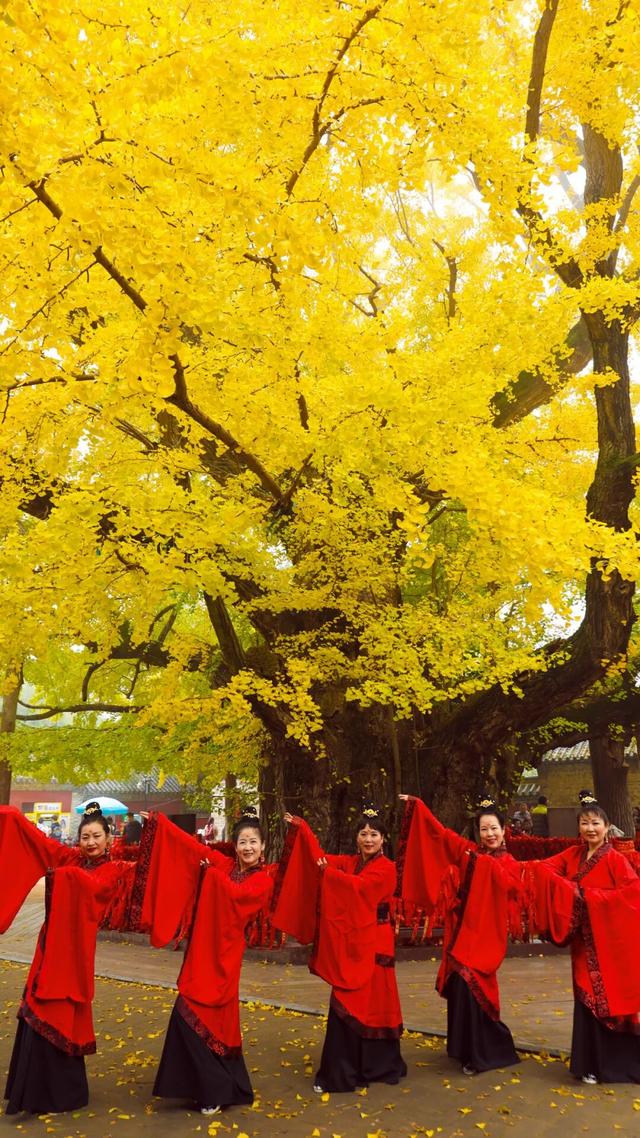 日照深秋“顶流”已就位！这组上新的“屏保”，绝美！