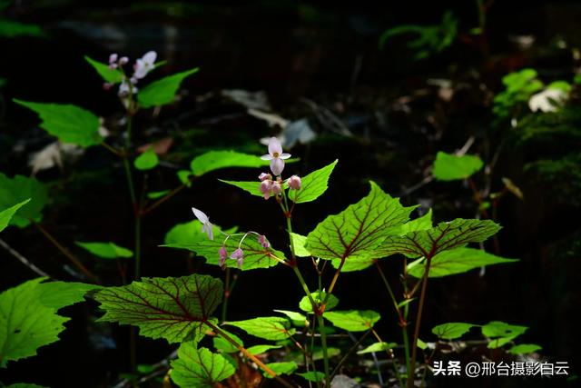 夏日避暑好去处——邢台大峡谷
