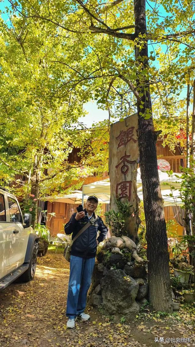 千年银杏染醉腾冲秋——走进“中国银杏第一村”