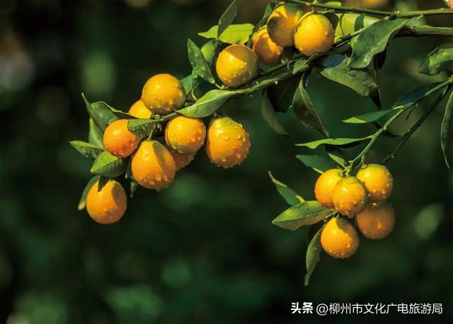 你没眼花！现在给你的是《2026放假安排（柳州版）》！速转存了解！