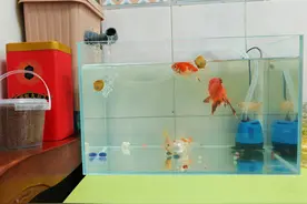 新开鱼缸，怎么通过肉眼观察判断鱼缸内硝化细菌群是否已建立图片