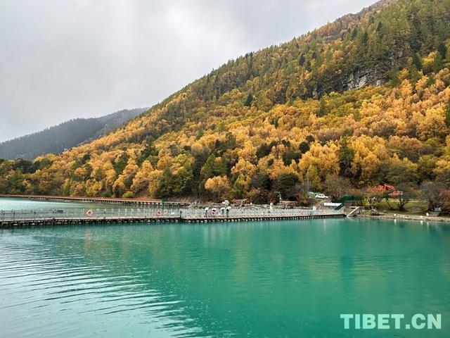 西藏林芝：秋色斑斓 雨落巴松错