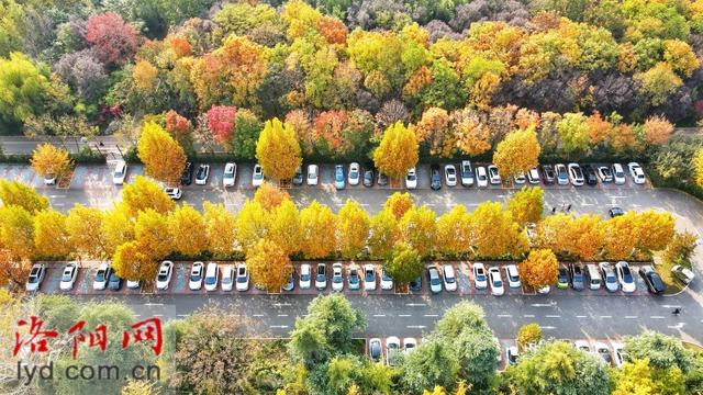 多彩园林 扮靓洛城