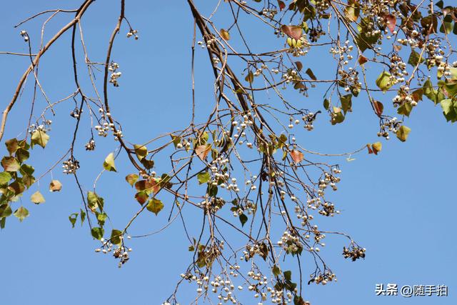 上海：闵行“小外滩”的乌桕“换妆”秋意浓错过成“遗憾”