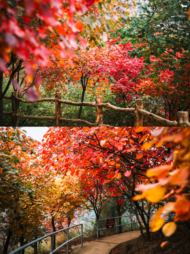 即刻出发，解锁淄博「秋日限定」模式，错过等明年！