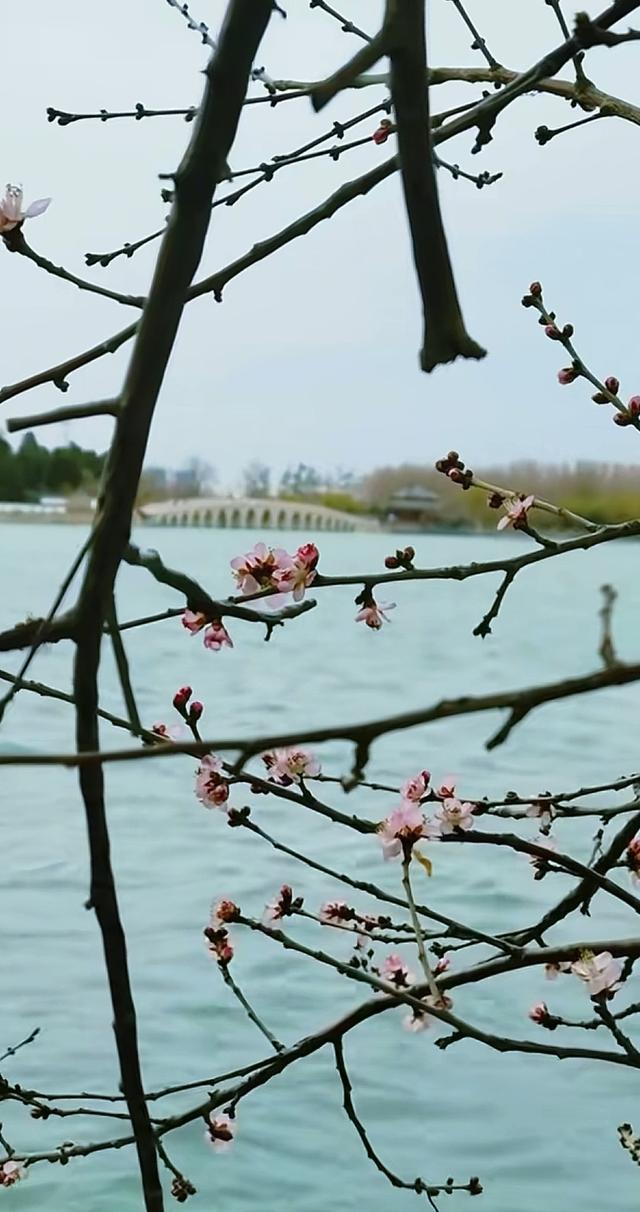 颐和园山桃花 逆寒潮绽放 罕见“血色冬花”