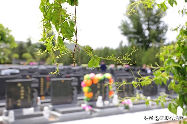 实地探访中华永久陵园：环境绿化与园区设施全解析