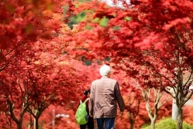 拿好不谢！重庆红叶季最全保姆级攻略，照着拍就对了！
