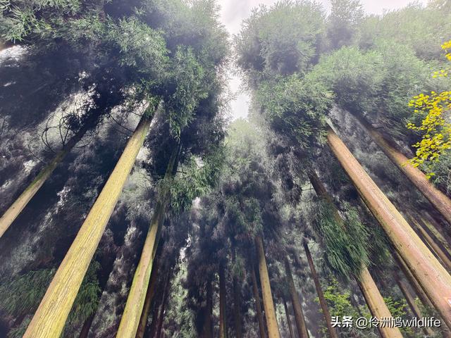 四川行(73)什邡红枫岭徒步到钟鼎寺