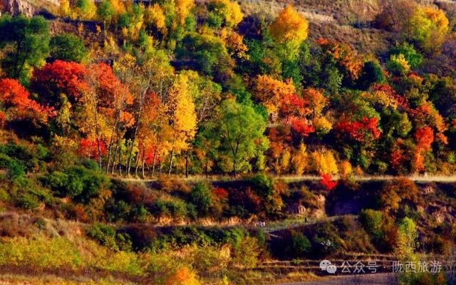 【招募】陇西文旅推介官