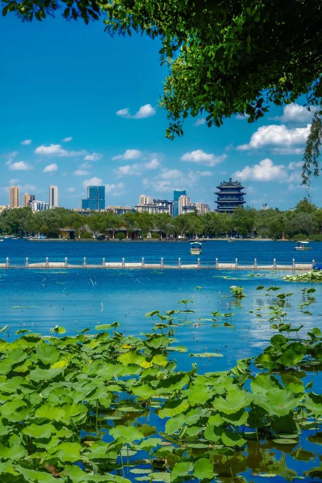 又一批“济南寻美客”出炉！欢迎你也来将济南的美定格