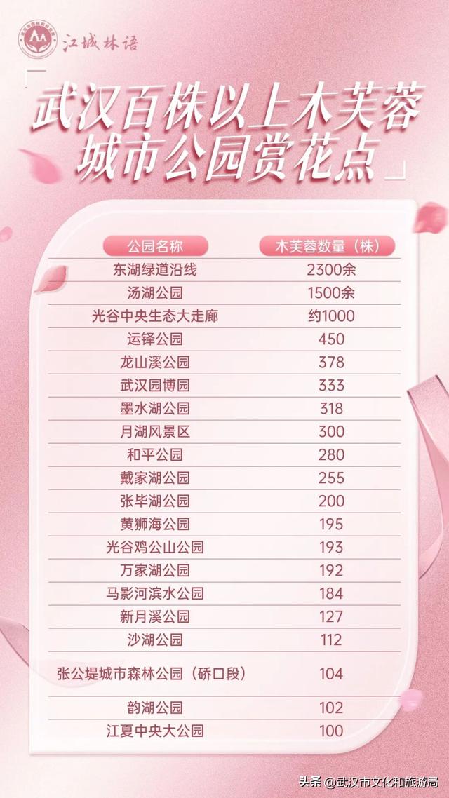 花色一日三变！武汉秋日木芙蓉花海上线