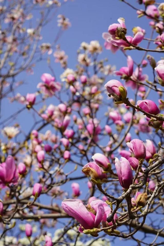 妇女节遇周末！来兴庆宫踏青，做自己的女王