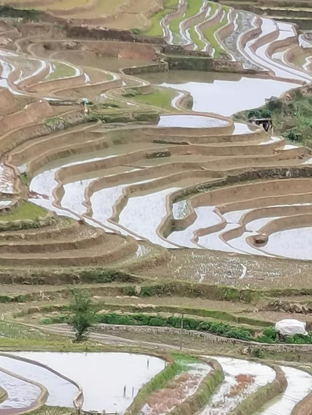 元阳梯田哈尼徽：稻作文化彝族曲 不朽诗篇底蕴谱