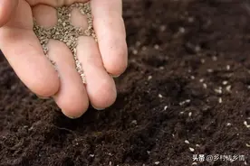 不管育苗还是种植，记住两个方法和三个技巧，出苗又快又好又茂盛图片