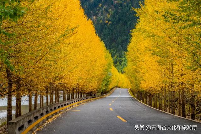 西宁,把秋天藏进了这些地方...
