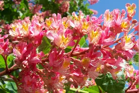 价格过万元的10种天价景观树，普通的绿化用不起，你都知道几个？图片