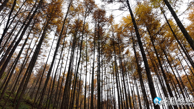 【东方微笑 多彩麦积】党川之秋：在麦积山林间，邂逅一场色彩与公路的交响