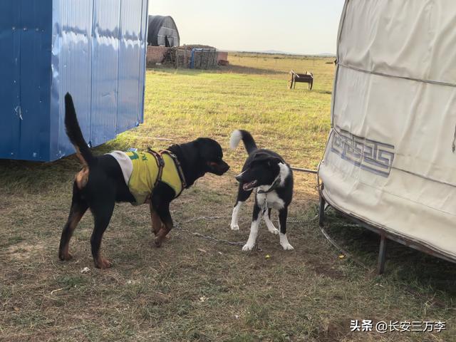 北上大草原第7站：入住贡格尔草原深处