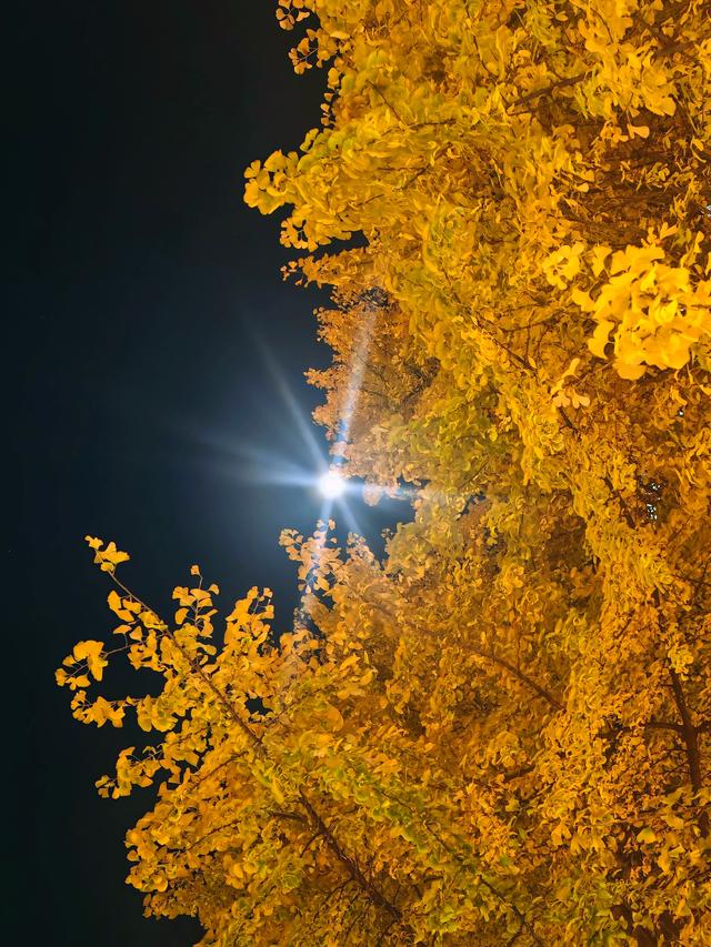 当春城夜色遇银杏金黄！昆明这处夜景观赏地，美到窒息→