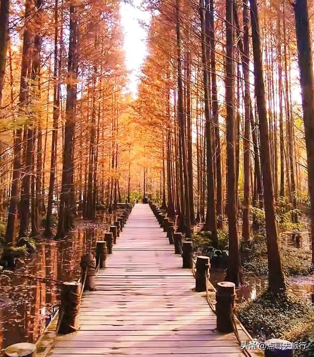 成都旅游真厉害，水杉红又被国际“种草”，这5处超级壮观！