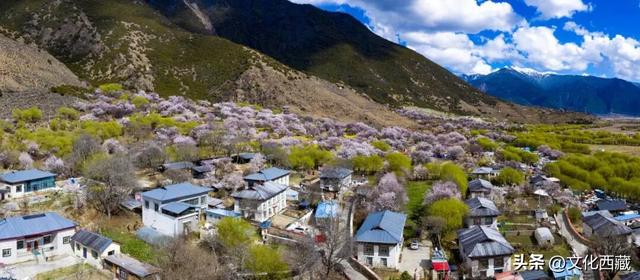 下月即将开爆！这才是 “中国最美春天”，一年仅20天可遇！