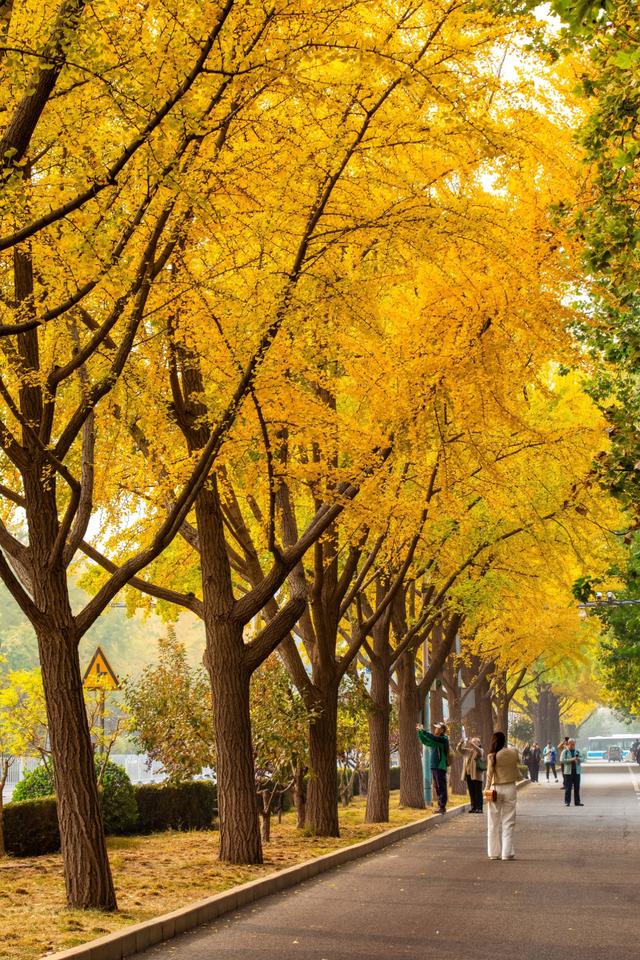 夏未走秋已至，北京半黄半绿的银杏大道，三里屯还是太时尚了！